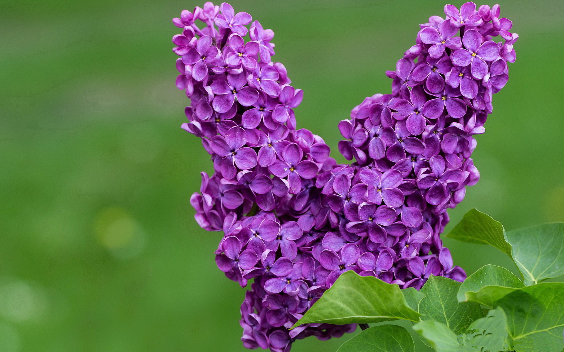 JIU YOU GAME-“2025世界运动会：成都三叉湖赛场迎来滚球新纪元”