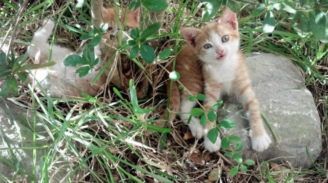 中超迎战亚冠联赛 惨败结局令人意外,中超亚冠现状如何