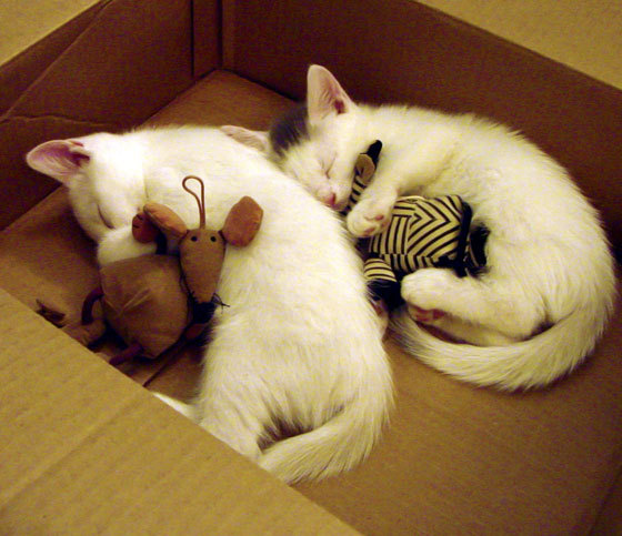 体育新闻中心上线体育热点内容聚合与推荐平台,体育全部新闻