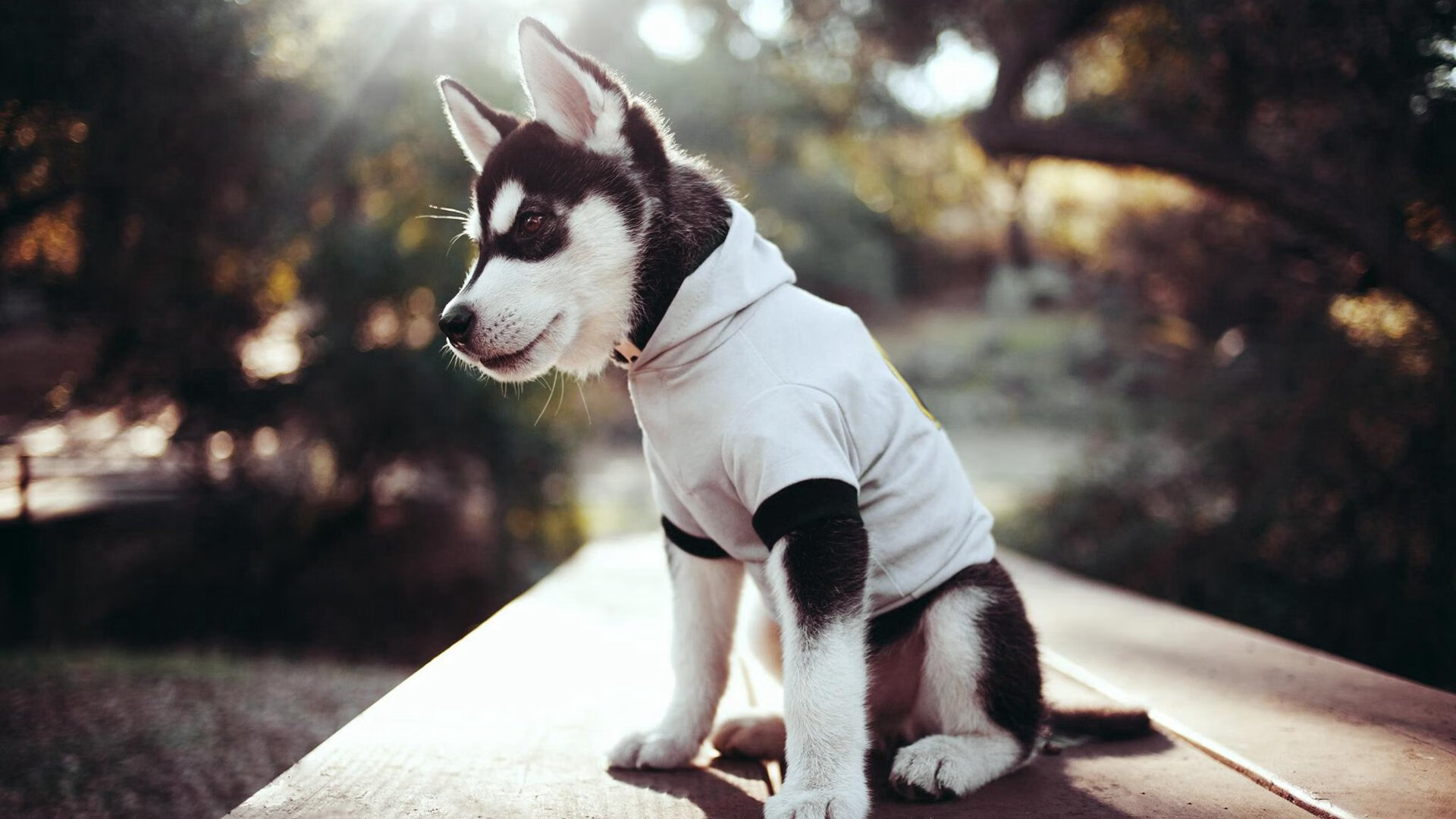 体育新闻中心推动体育赛事版权保护技术研发，体育赛事媒体运行服务