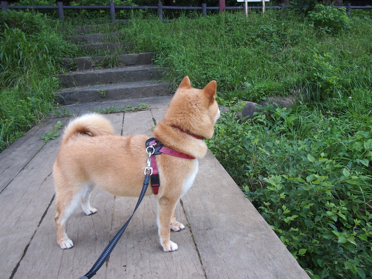 九游娱乐(jiuyou)官方网站-半场阵地战节奏慢是否更利于掩护执行，半场攻防