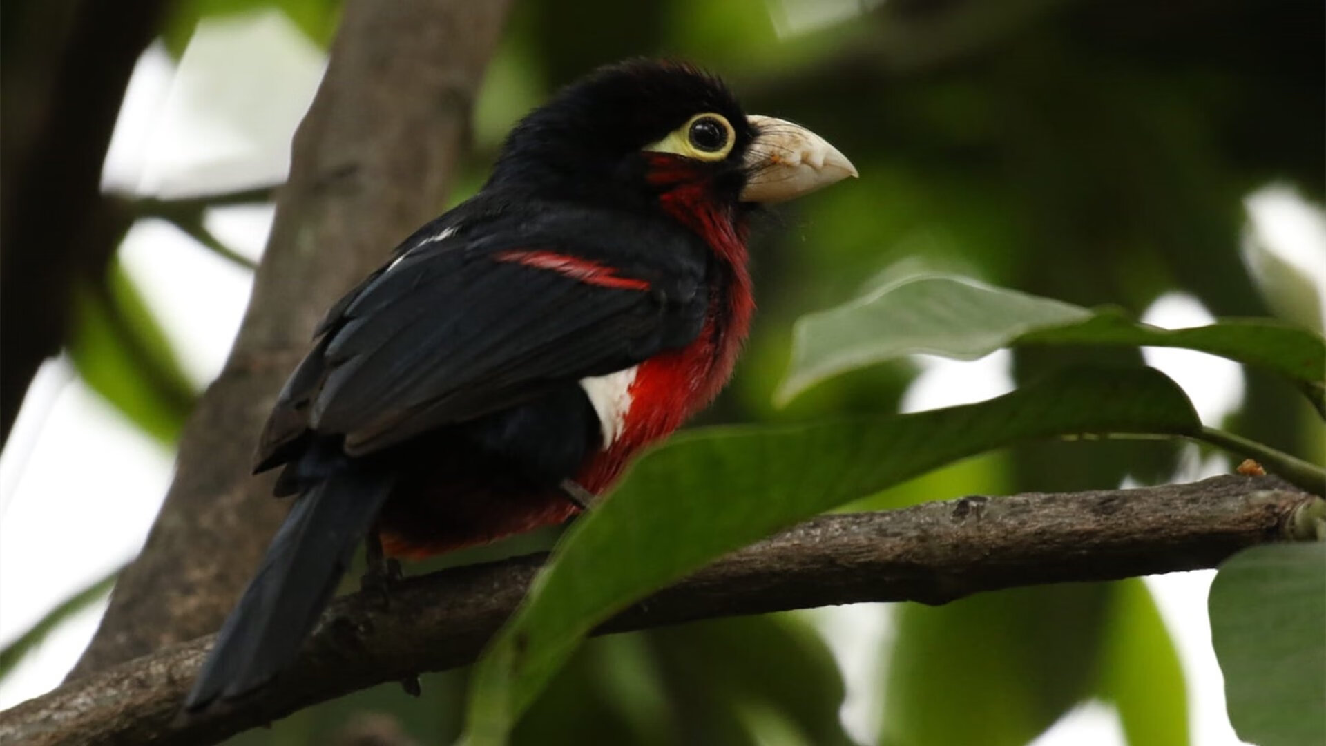 半场阵地战节奏慢是否更利于掩护执行,半场攻防