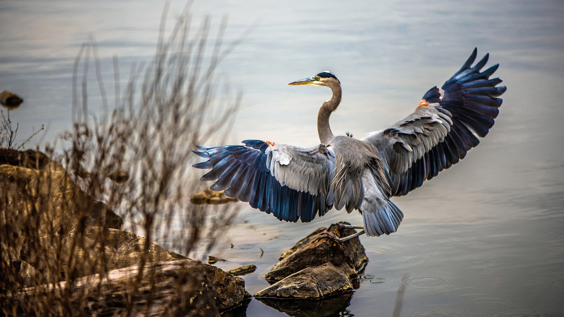 后卫线竞争激烈谁能成为国家队新大脑,后卫什么