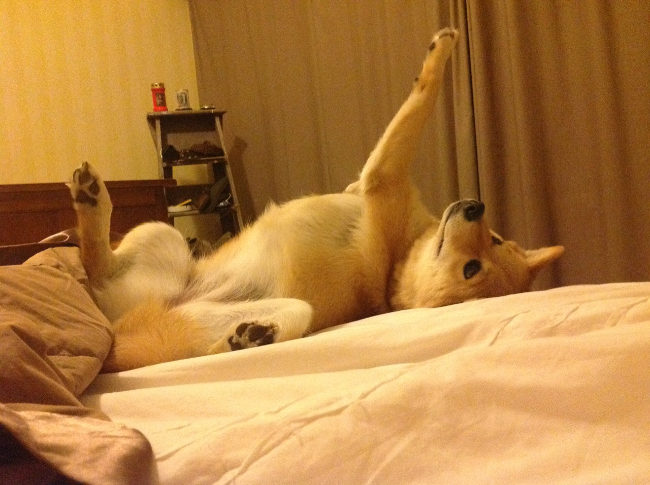 埃及队未来规划:优化赛制,提高赛事参与度与吸引力,埃及国家队赛程