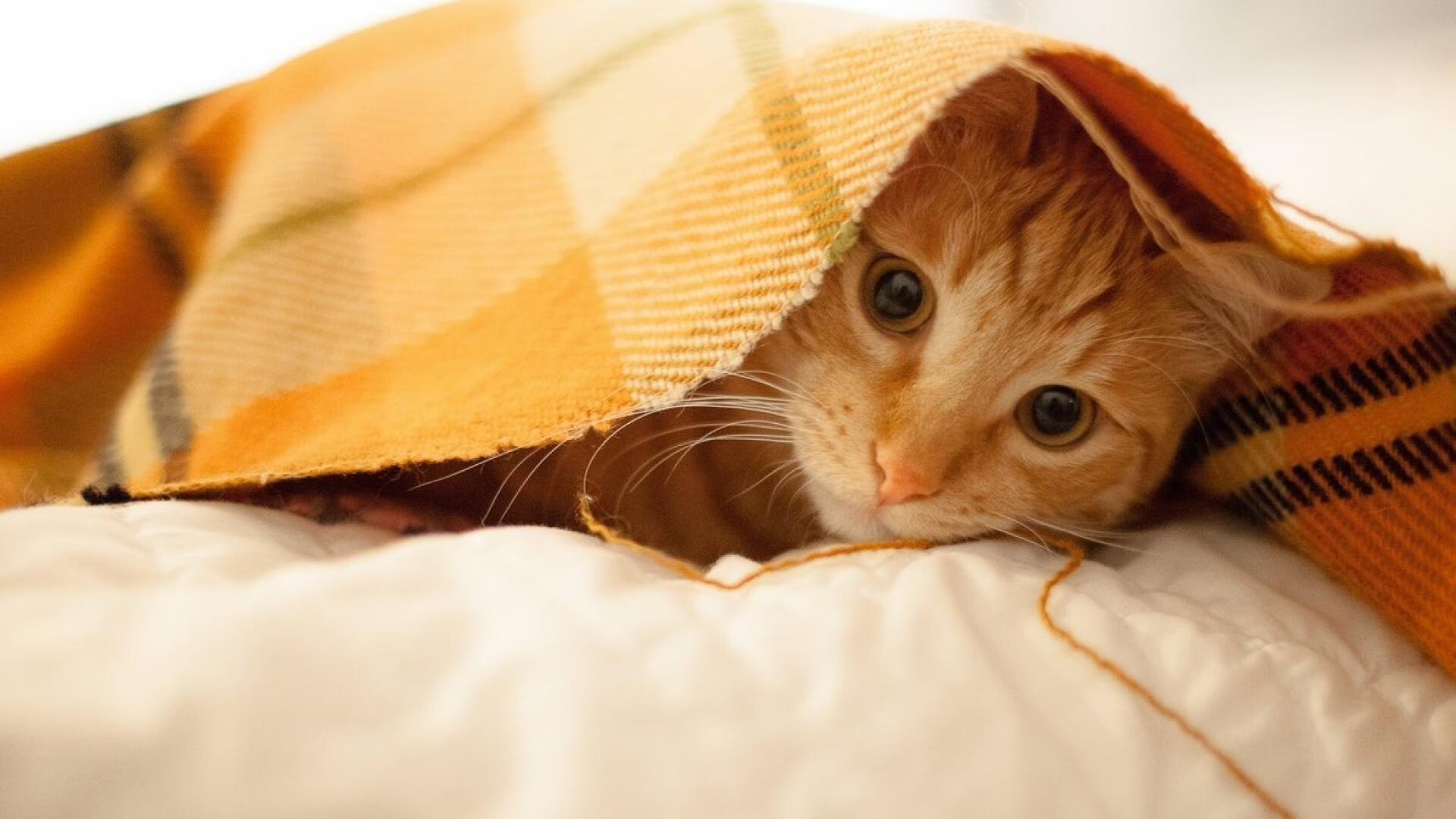 九游-未来乒乓球智能化趋势，科技助力提升竞技水平，乒乓球是智能体能技能三者结合