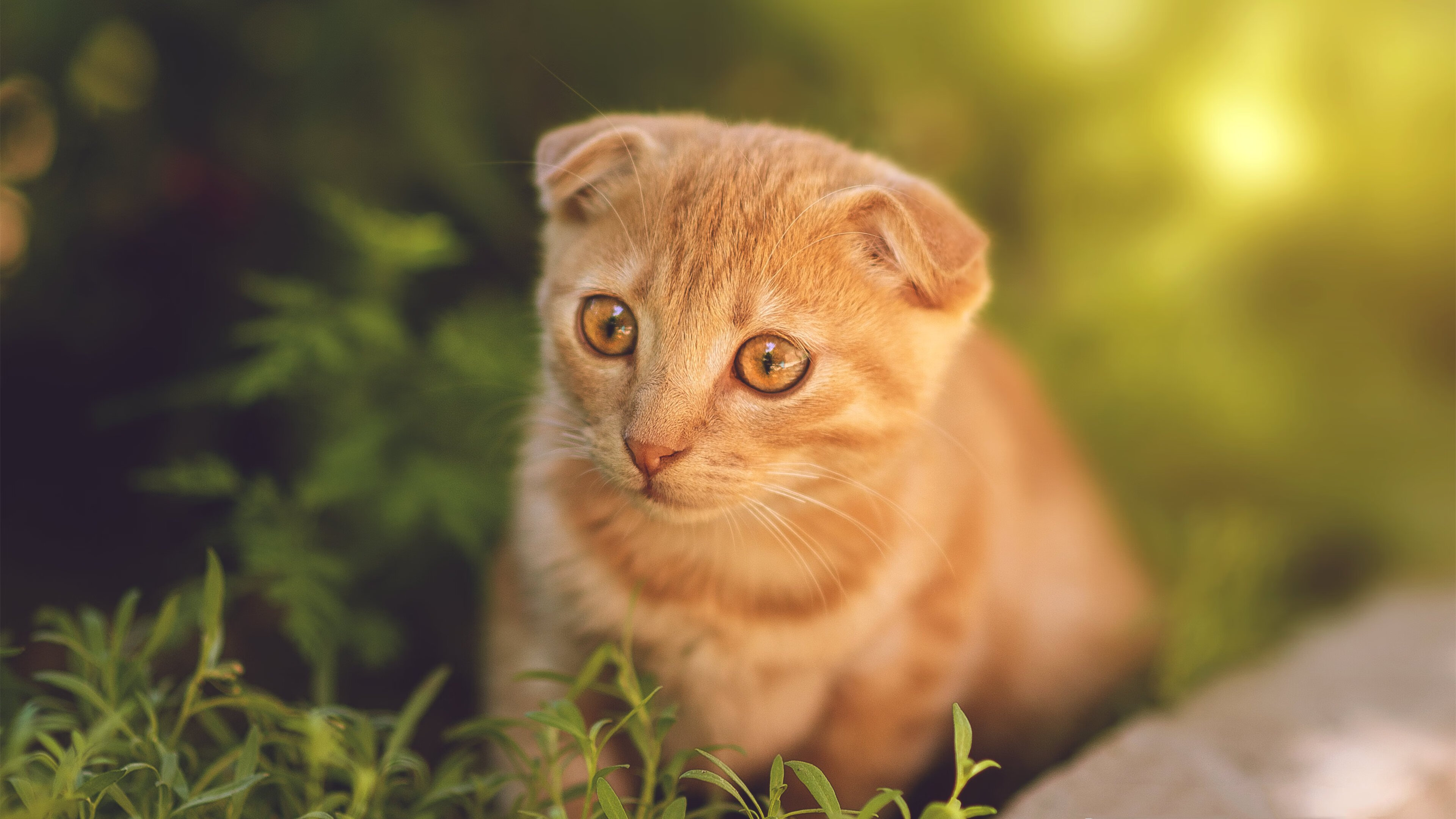 主场连胜纪录遭终结球队士气面临严峻考验，nba主场连胜纪录是多少
