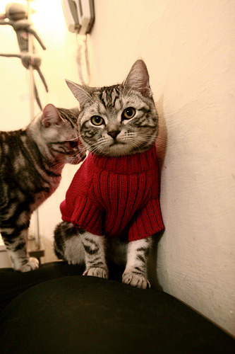 利物浦欧冠赛场迈向更高峰,冲击冠军荣耀