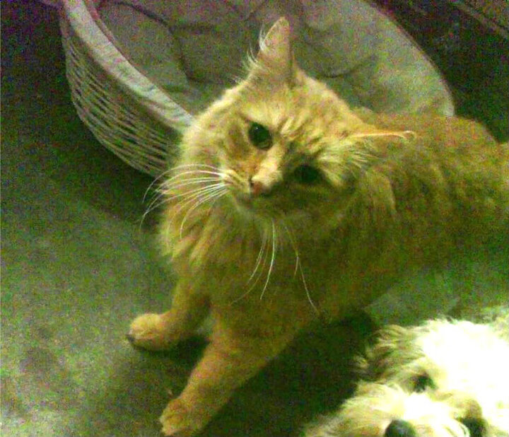 女子联赛推动青少年裁判员计划增加执法储备力量，2020官方赛事裁判培养计划