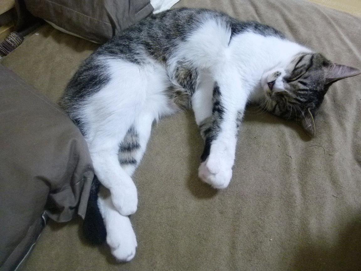 湖人年轻球员频频挑战老将形成积极竞争氛围，湖人年龄最大的球员