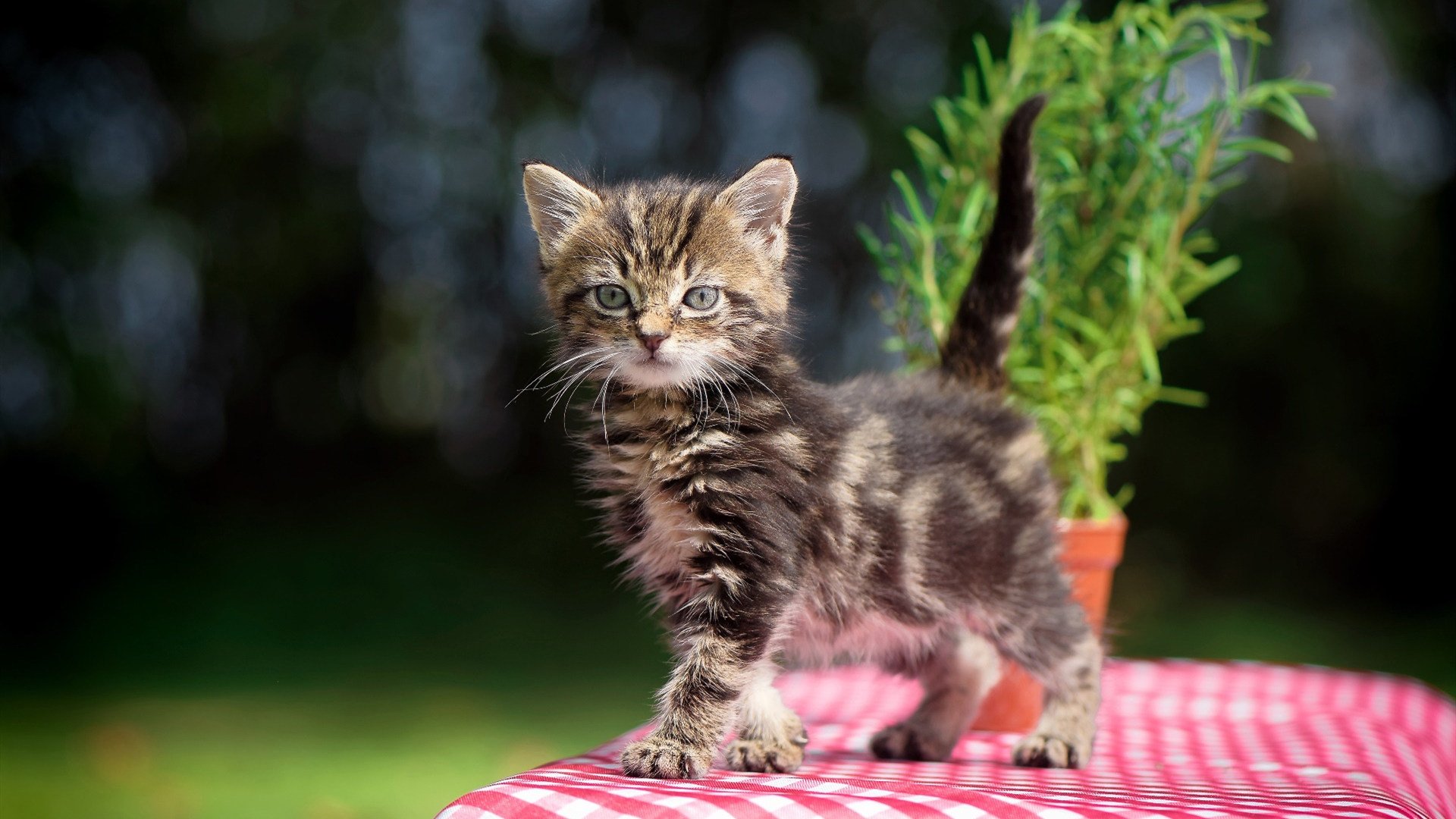 Jiu You-詹姆斯带头组织封闭训练强调纪律优先，詹姆斯谈封盖队友